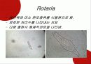 하수처리에 이용되는 미생물(파포) 15페이지