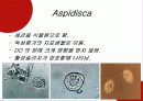 하수처리에 이용되는 미생물(파포) 20페이지