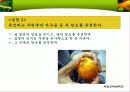 외부 자극과 귤의 당도 실험 10페이지