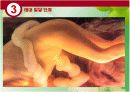 발달심리학 - 태내기 13페이지