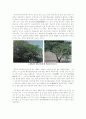 창덕궁(昌德宮)과 비원(秘苑) 15페이지