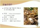 마늘(Garlic) 3페이지