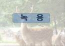 사슴과 녹용 1페이지