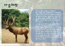 사슴과 녹용 5페이지