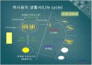 Swine Coccidiosis (돼지 콕시듐증)에 관한 팀 프로젝트(특A++)// 수의학과 학생이 직접 제작 13페이지