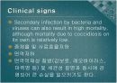 Swine Coccidiosis (돼지 콕시듐증)에 관한 팀 프로젝트(특A++)// 수의학과 학생이 직접 제작 15페이지
