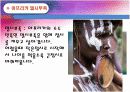 세계 각국 미의기준, 다양한 미의 기준, 특이한 미의기준, 다양한 문화 정리 발표 자료 입니다. 6페이지