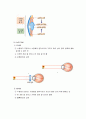감각 기관의 구조와 기능 4페이지