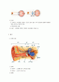 감각 기관의 구조와 기능 5페이지