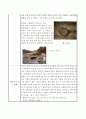 고성 상족암 답사 보고서 5페이지