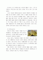 세계여러나라의 특색있는 빵,디저트 28페이지