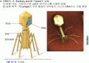 유전자의 화학적 특징 (분자생물학) PPT 5페이지