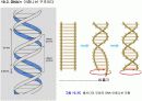 유전자의 화학적 특징 (분자생물학) PPT 13페이지