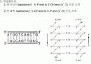 유전자의 화학적 특징 (분자생물학) PPT 16페이지