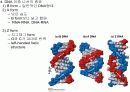 유전자의 화학적 특징 (분자생물학) PPT 17페이지