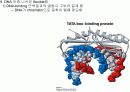 유전자의 화학적 특징 (분자생물학) PPT 18페이지