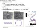유전자의 화학적 특징 (분자생물학) PPT 28페이지