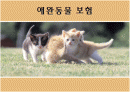 동물보험 애완동물보험의 모든것 1페이지