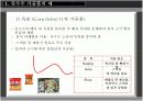 옥수수 관련제품 생산현황, 종류 7페이지