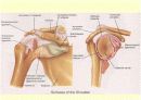 관절 의학용어 파워포인트 발표자료  Articular System  12페이지