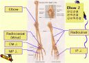 관절 의학용어 파워포인트 발표자료  Articular System  17페이지