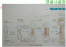 Skeletal System 골격계 파워포인트 발표자료 9페이지