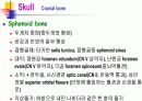 Skeletal System 골격계 파워포인트 발표자료 19페이지