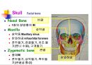 Skeletal System 골격계 파워포인트 발표자료 29페이지