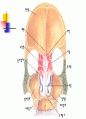 Skeletal System 골격계 파워포인트 발표자료 30페이지