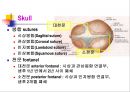 Skeletal System 골격계 파워포인트 발표자료 35페이지