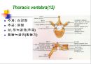 Skeletal System 골격계 파워포인트 발표자료 45페이지