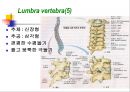 Skeletal System 골격계 파워포인트 발표자료 46페이지