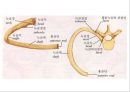 Skeletal System 골격계 파워포인트 발표자료 51페이지