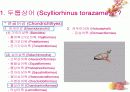 연골어류(두툽상어) 해부 실습 발표 자료 3페이지