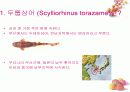 연골어류(두툽상어) 해부 실습 발표 자료 4페이지
