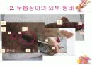 연골어류(두툽상어) 해부 실습 발표 자료 6페이지