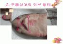 연골어류(두툽상어) 해부 실습 발표 자료 7페이지