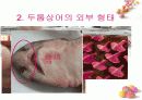 연골어류(두툽상어) 해부 실습 발표 자료 8페이지