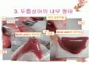 연골어류(두툽상어) 해부 실습 발표 자료 11페이지