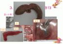 연골어류(두툽상어) 해부 실습 발표 자료 12페이지