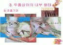 연골어류(두툽상어) 해부 실습 발표 자료 13페이지