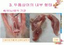 연골어류(두툽상어) 해부 실습 발표 자료 14페이지