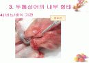 연골어류(두툽상어) 해부 실습 발표 자료 15페이지