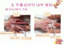 연골어류(두툽상어) 해부 실습 발표 자료 16페이지