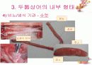 연골어류(두툽상어) 해부 실습 발표 자료 17페이지