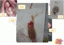 연골어류(두툽상어) 해부 실습 발표 자료 18페이지