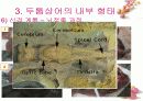 연골어류(두툽상어) 해부 실습 발표 자료 20페이지
