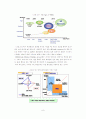 와이브로(WiBro)의 국제표준 채택 의의와 전망 10페이지