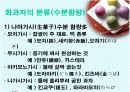 일본문화조사 - 화과자 7페이지