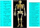 Skeletal system 3페이지